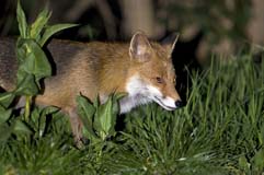 Fuchs - Zum Vergroessern klicken!
